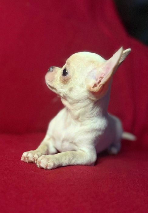 Chihuahua piesek z rodowodem chi