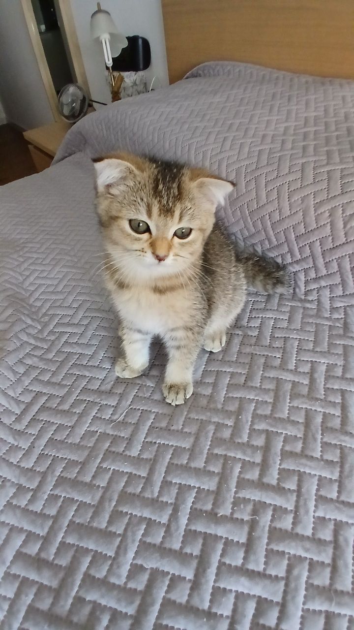 Fêmea scottish fold Golden.