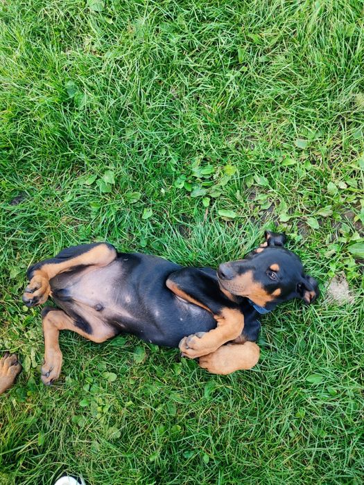 Doberman szczeniaki