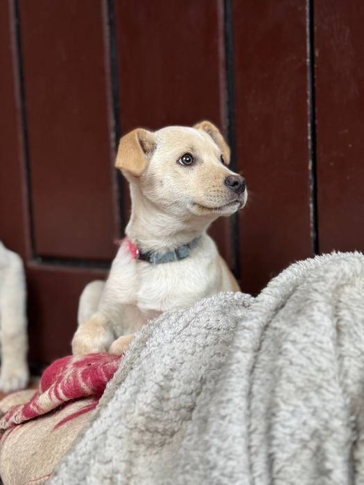 Цуценята дівчата безкоштвно ( метіс лабрадора)