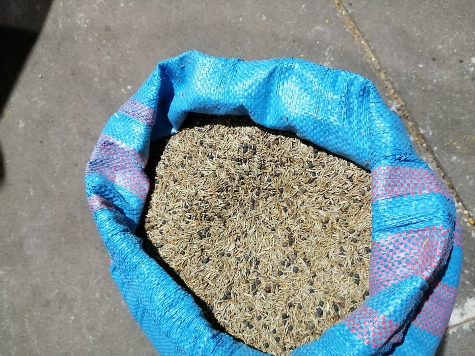 Gorczyca nasiona rzodkiew facelia wika Gryka mieszanka gorzowska