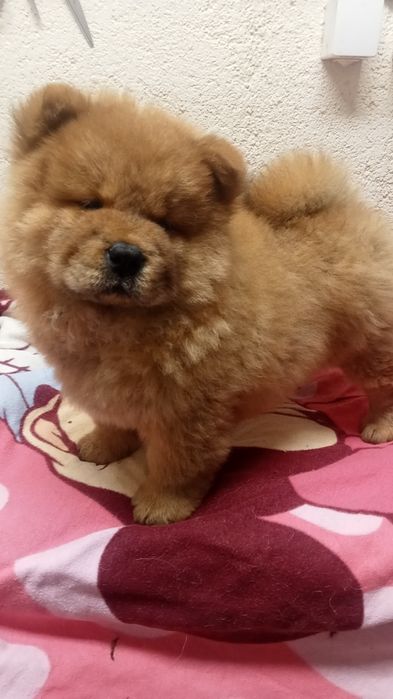 Chow chow com 2 meses e uma semana