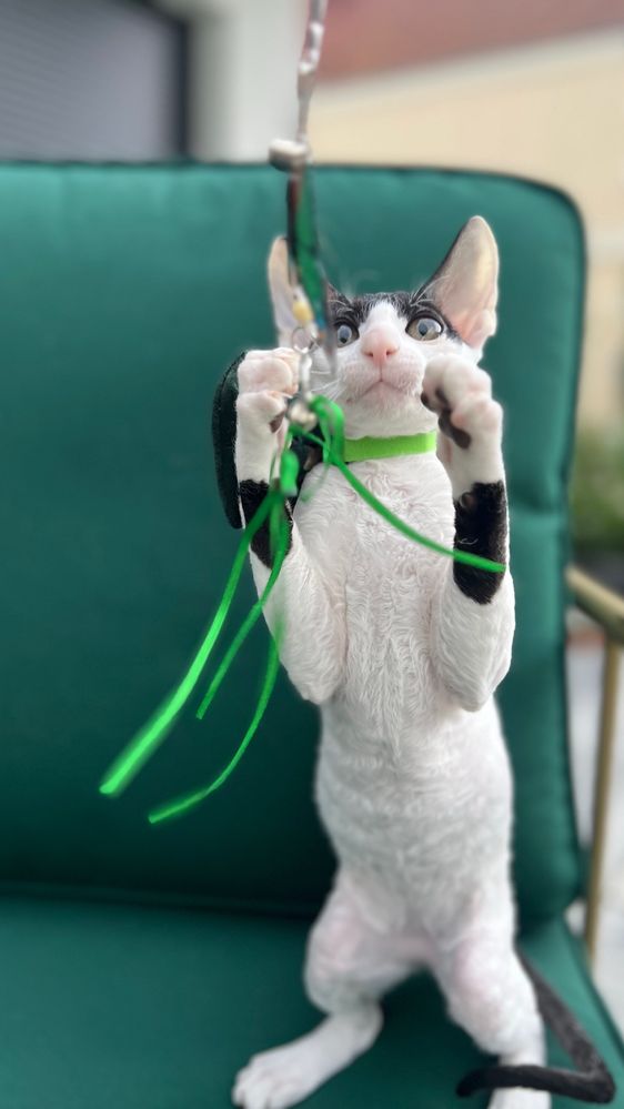 Cornish rex kocurek piekny wyjatkowe oczy- Kiwi gotowy  do odbioru