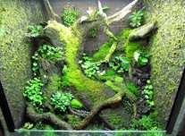 Mech Moss mix Mossmix