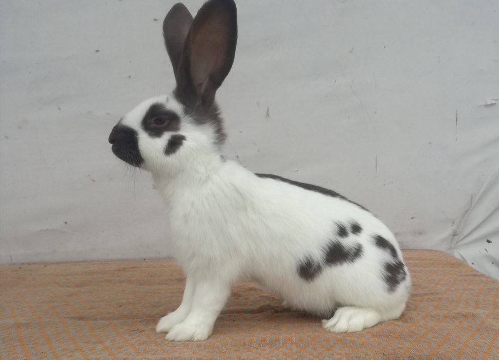 Немецкий строкач гавана