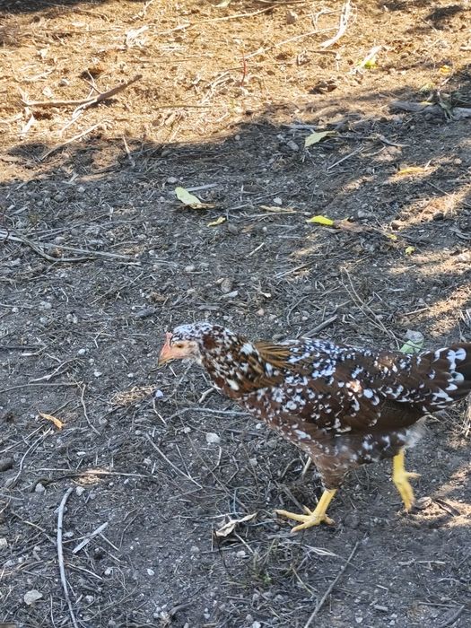 Leghorn casal 5meses