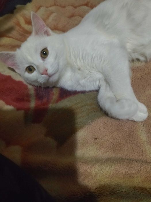 Шотландські котята