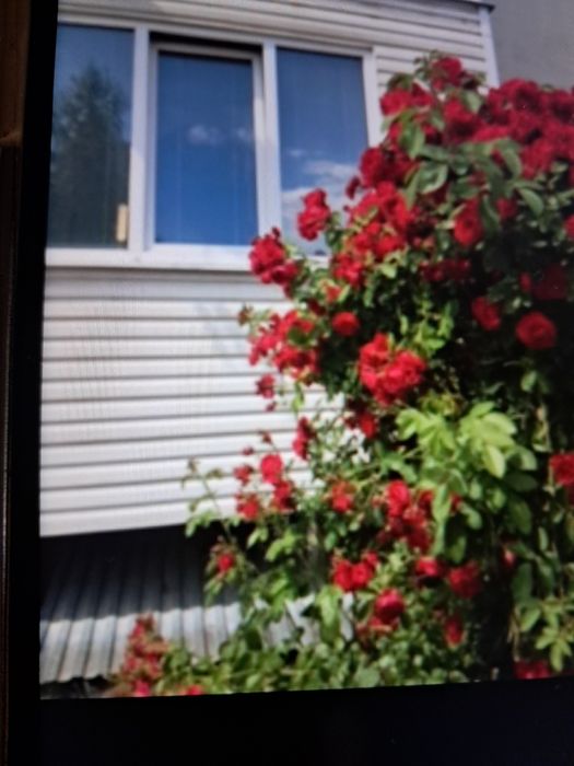 Відьму на квартиру дівчину, студентку.