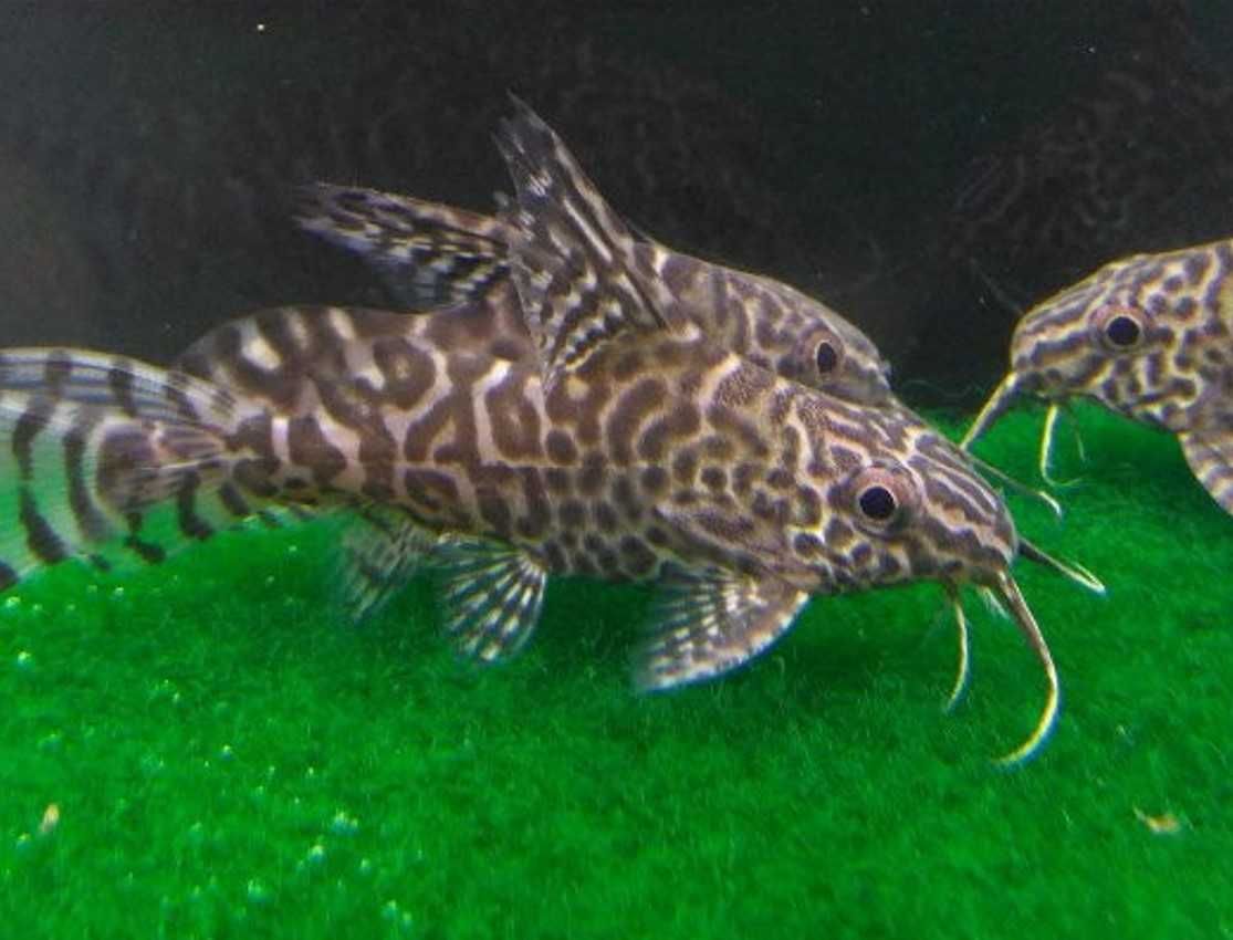 Giętkoząb wielkopłetwy - Synodontis euptera - Sumik - Sum - wysyłka