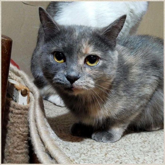 Киця,кішечка,молода,гарна,ніжна,в пошуках дому