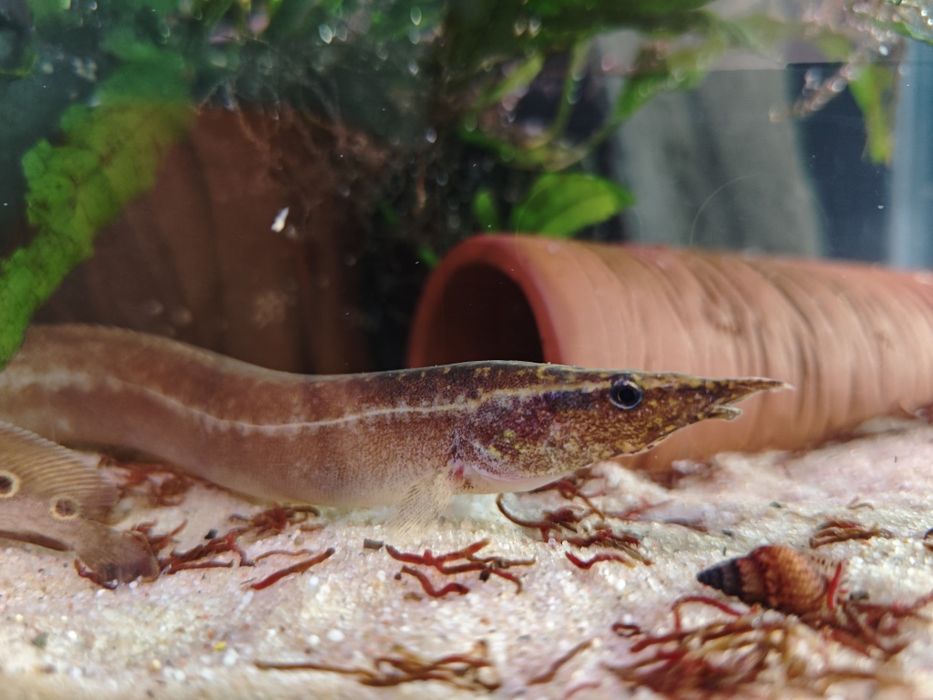 Węgorek ciernisty (Macrognathus aculeatus)