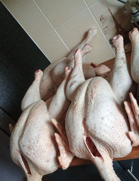 Домашні тушки індиків