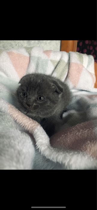 Котики вислоухие в люблячу сімʼю