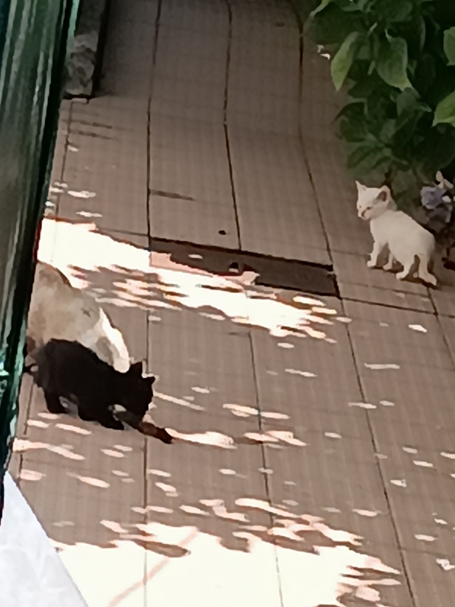Doar gatinhos/a de 1 Mês e Meio