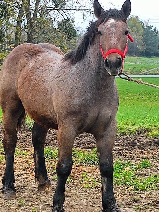 Sprzedam siwą klacz zimnokrwistą