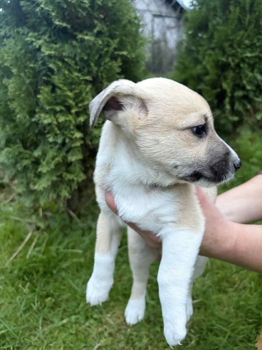 Oddam suczkę za darmo