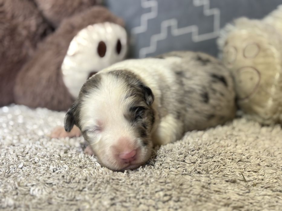 Border collie- suczka