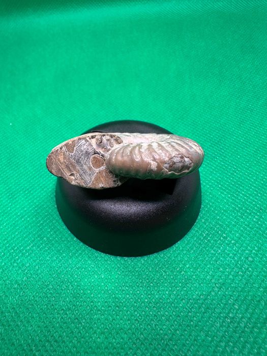 Окаменелость Аммонит Cleoniceras sp. (Мадагаскар - 110 млн. лет)