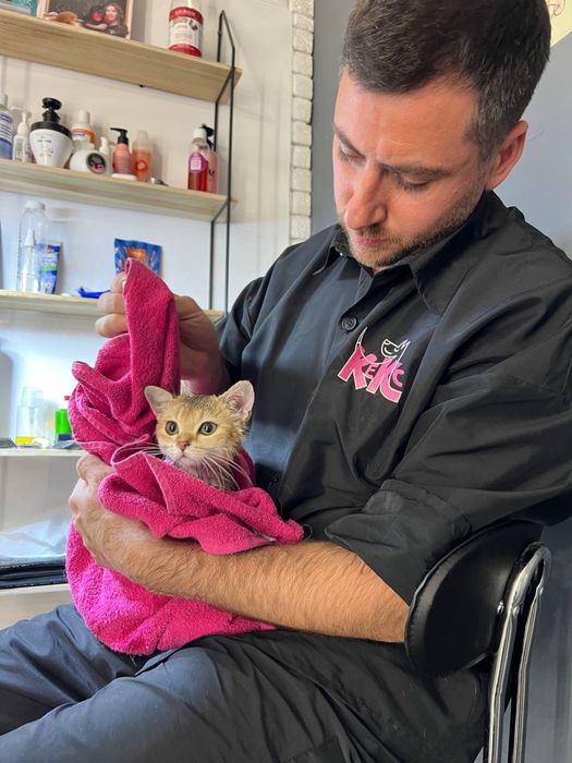 Експрес-линька котів | Без стресу та сидативних | Грумінг Кекс