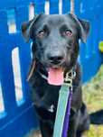 Zorro labrador 2 lata do adopcji