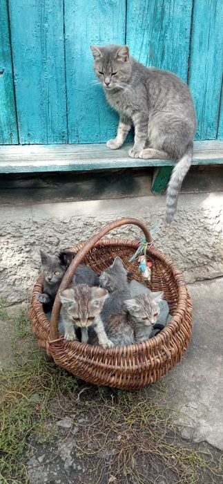 Віддам дорослу кицьку і кота та кошенят, котенята,  в добрі руки