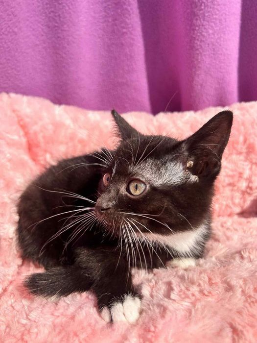 Czarna piękność do adopcji!