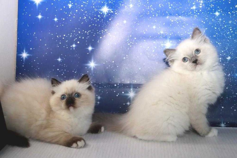 Чудові, чемні, красиві, охайні кошеня породи регдол