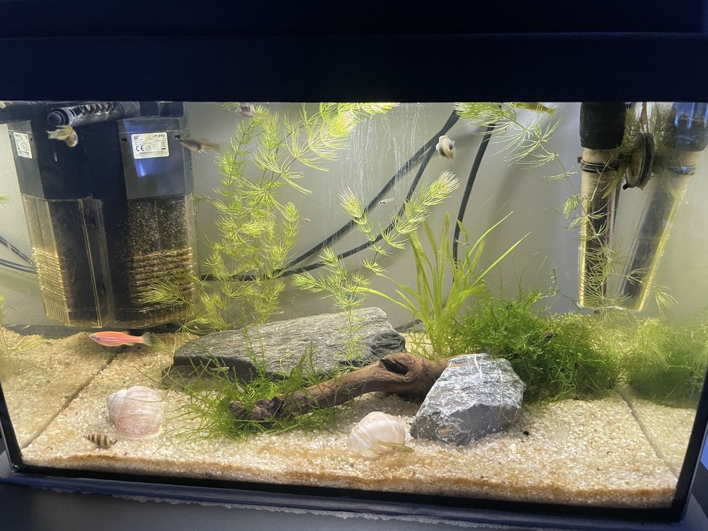 Akwarium 25l z życiem