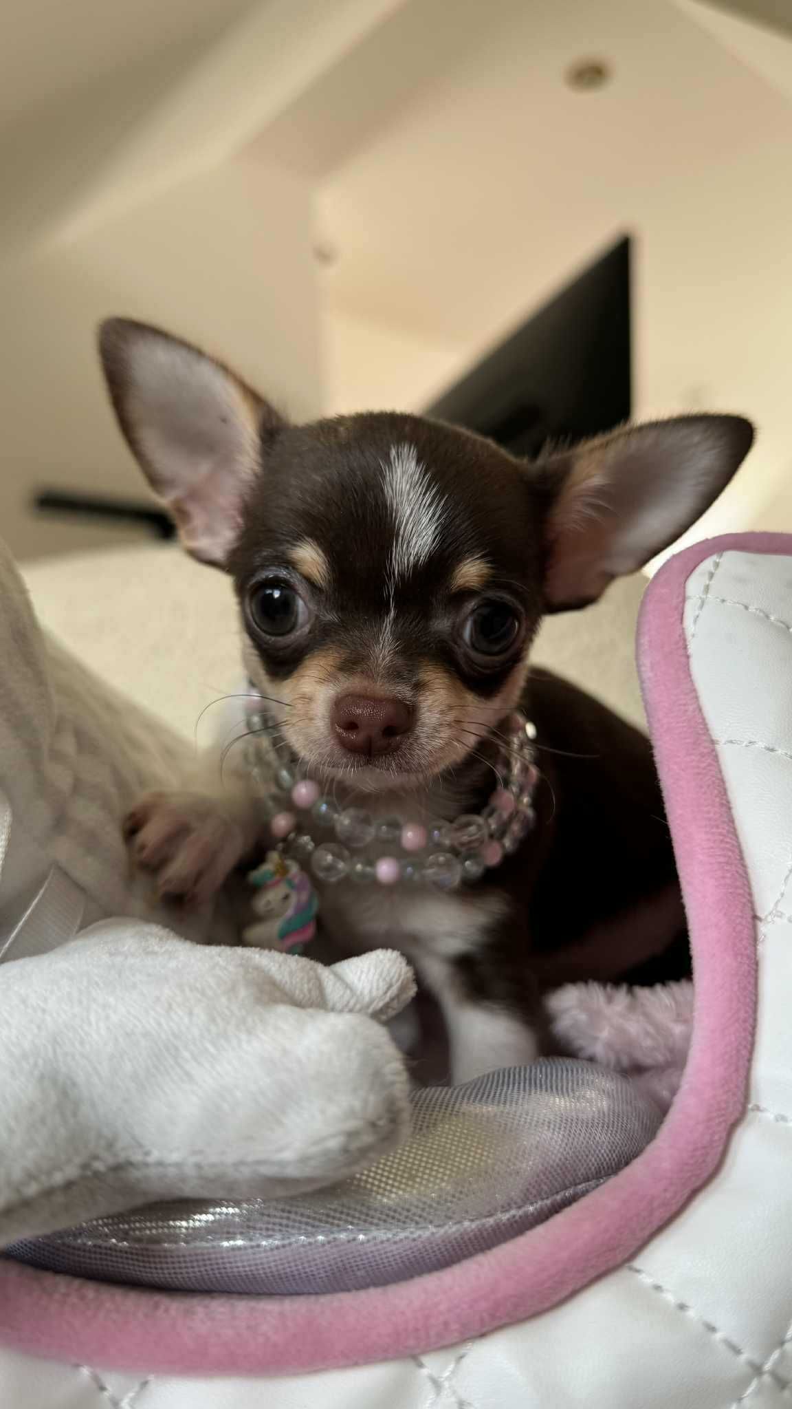 Dziewczynka Bibi Czekoladowa-tricolor Mini z Rodowodem Chihuahua