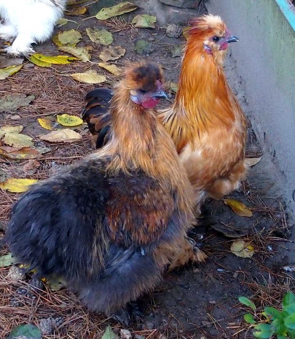 Silki Piękne Koguty