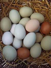 Kolorowe jaja lęgowe mix