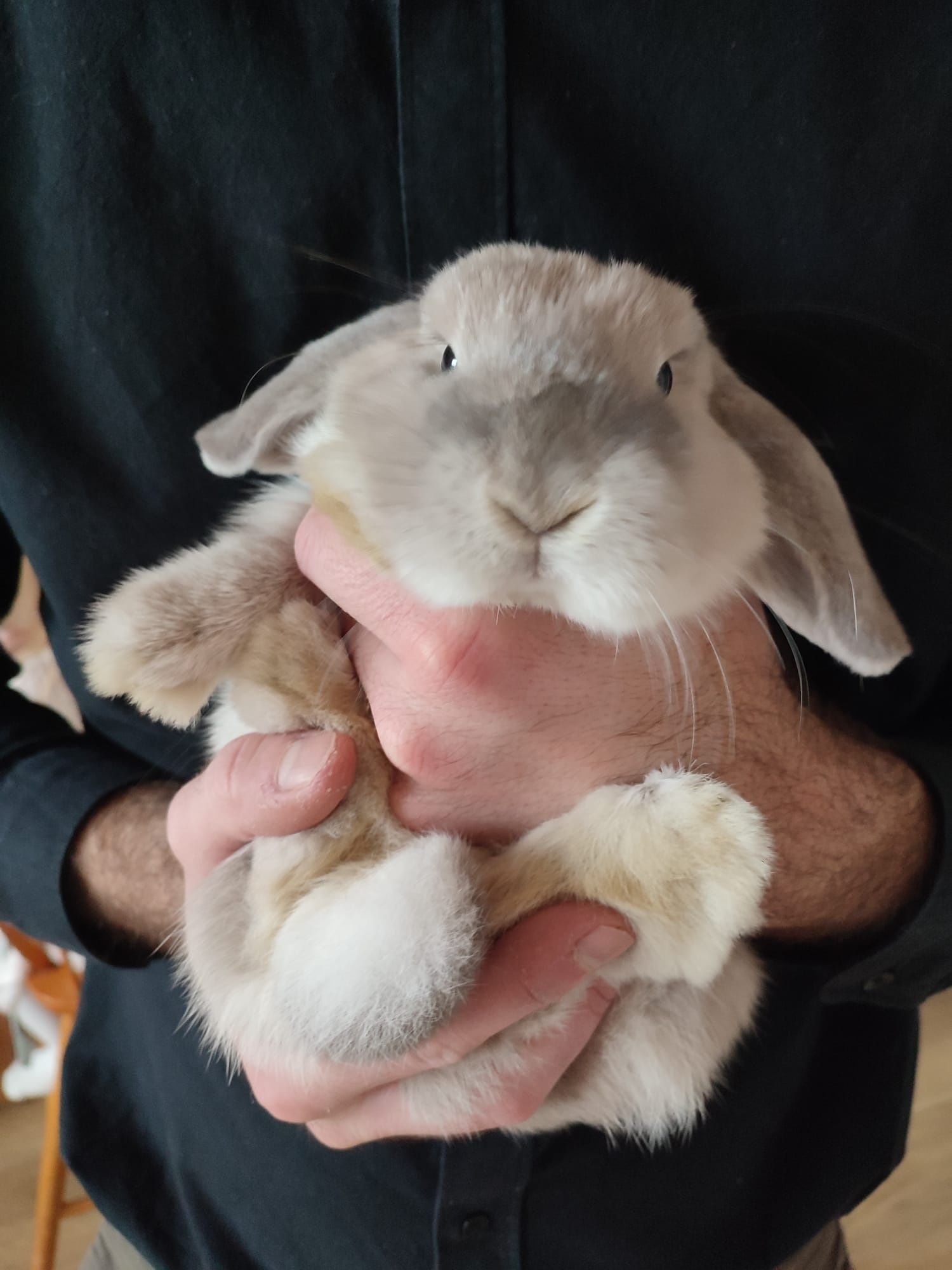 Królik Mini Lop syjam