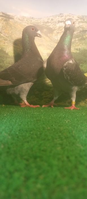 Casal de pombos correios