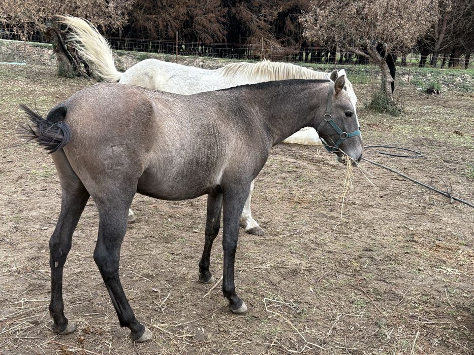 Poldra russa ano e meio