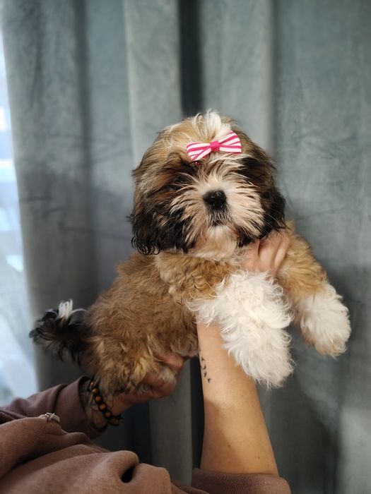 Śliczna Suczka Shih Tzu z rodowodem