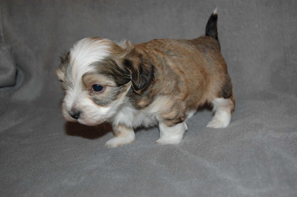 Hawańczyk piesek ZHPR