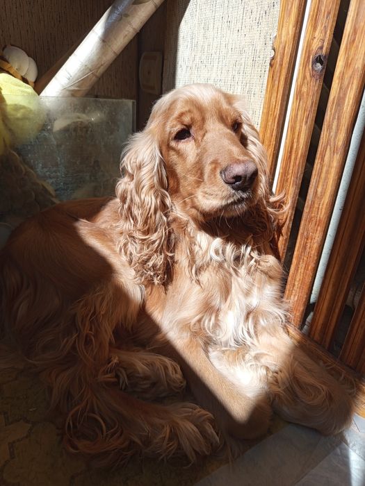 Щеночки от спаниеля