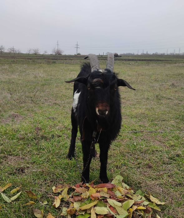 Продам молодого козла