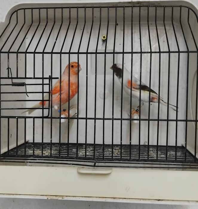 Canários arlequins português