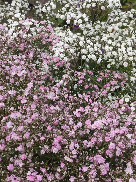 Шавлія дібровна синьо-фіолетова (шалфей)