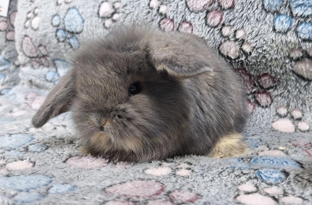 Króliczek Baranek Mini Lop