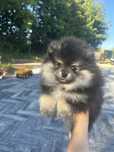 Szpic pomeranian black and tan Sunia