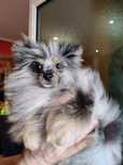 Spitz alemão menino  Merle