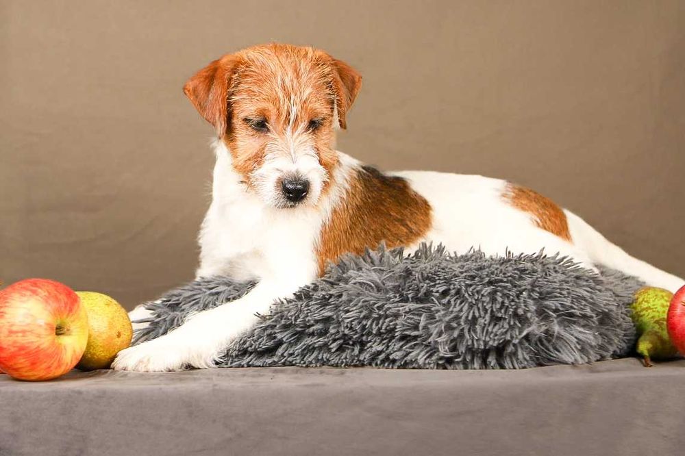 piesek Jack Russell terrier ZKWP/FCI