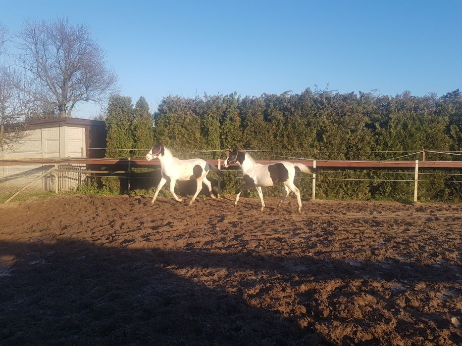 Para źrebiąt - ogierki, ogier