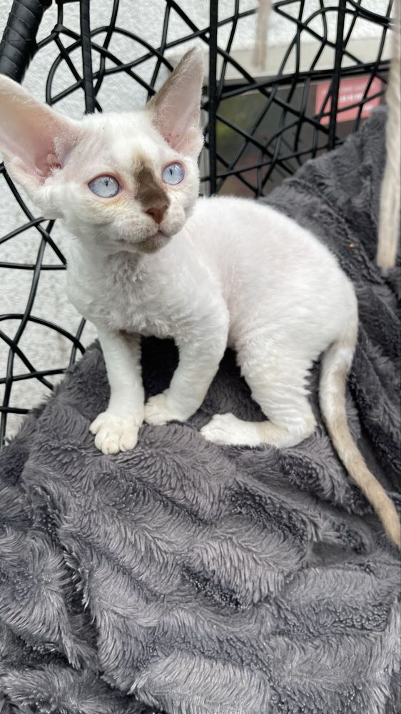 Devon rex kocurek , rodowod FPL/FIFE
