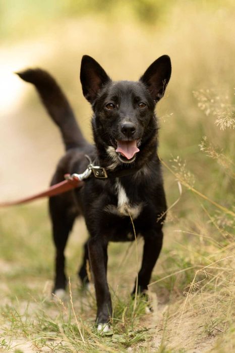 Kochana, zagubiona KIARA szuka domu !! Do adopcji !!