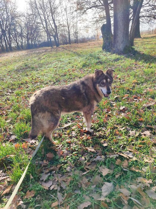 Seniorka Bezunia przyjaciółka wszystkich do adopcji