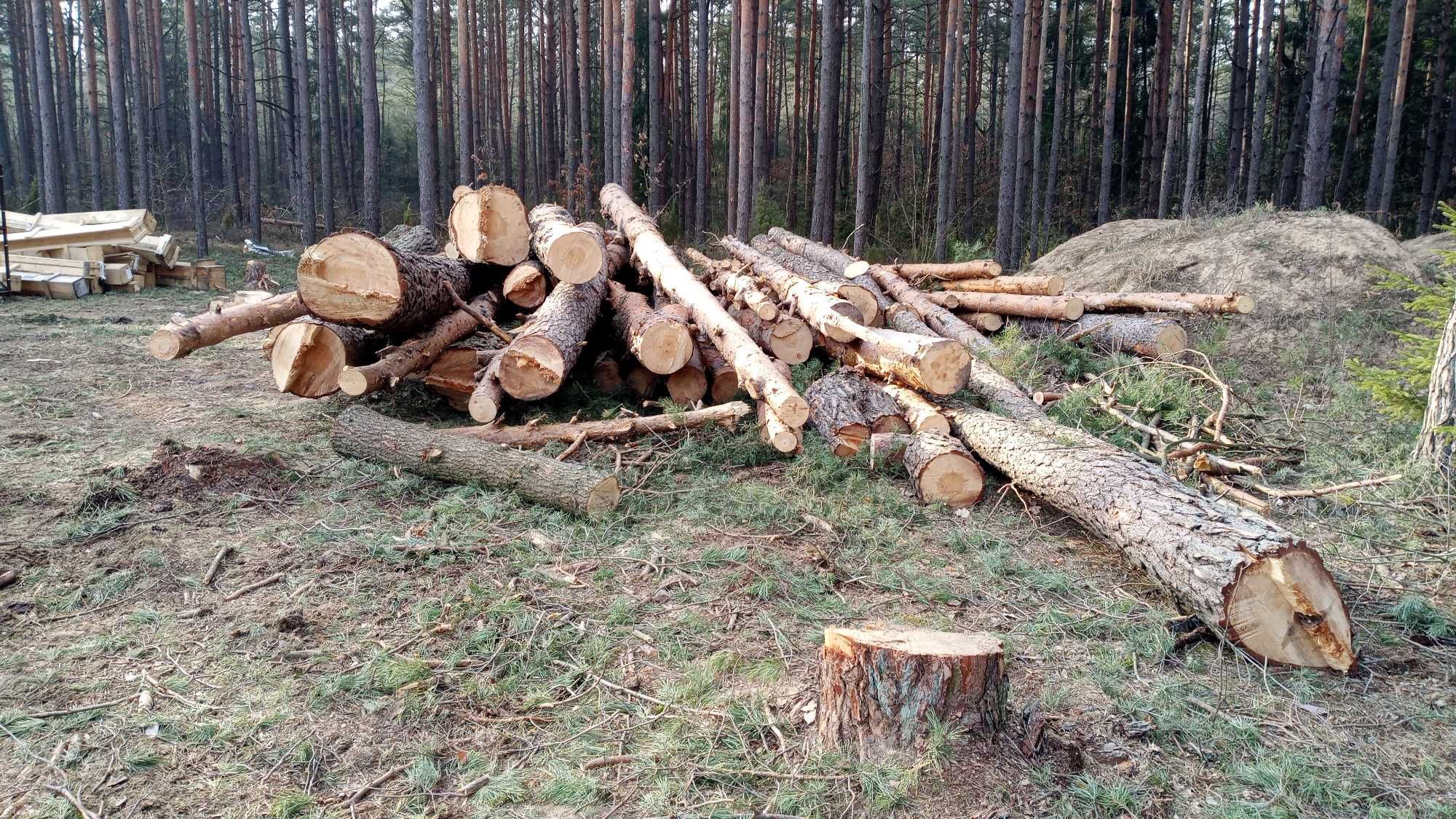 Korzenie gałęzie wycinka drzew