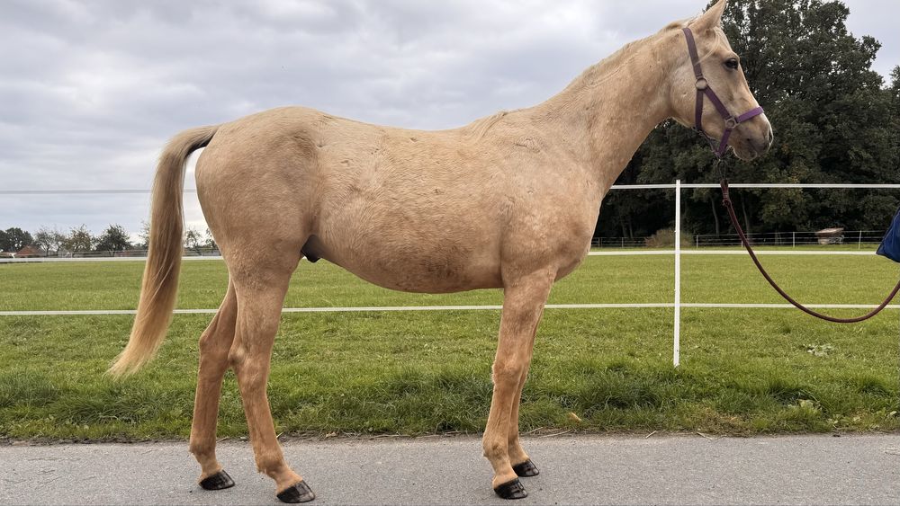 Quarab palomino wałach